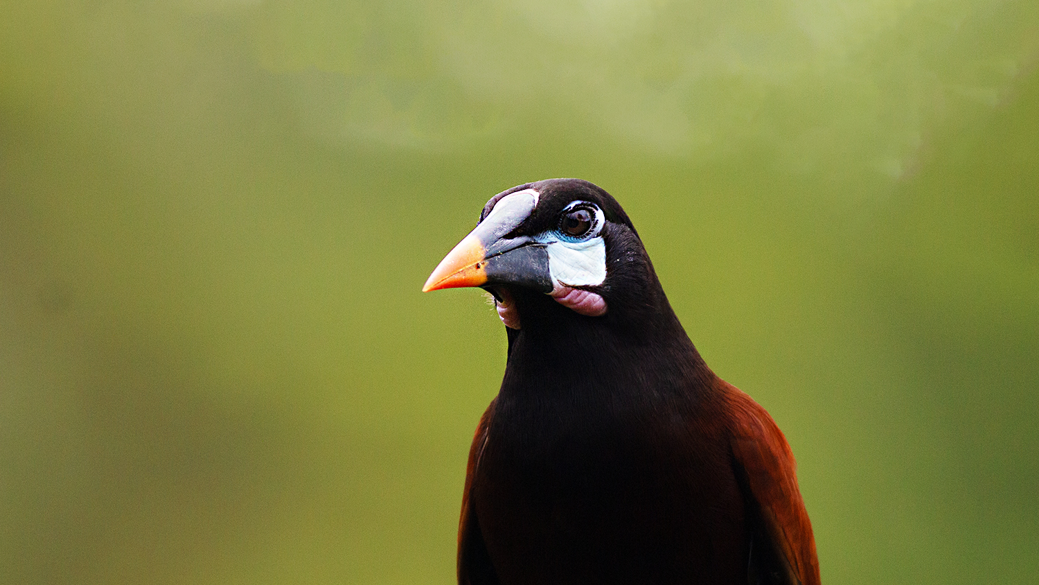 Montezuma Oropendola